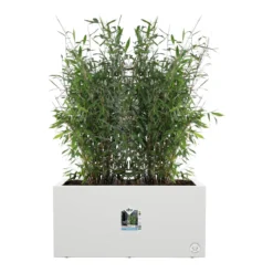 Elho Vivo Next Plantenbak B 80 Cm - Wit -Tuin & Buiten 10907296