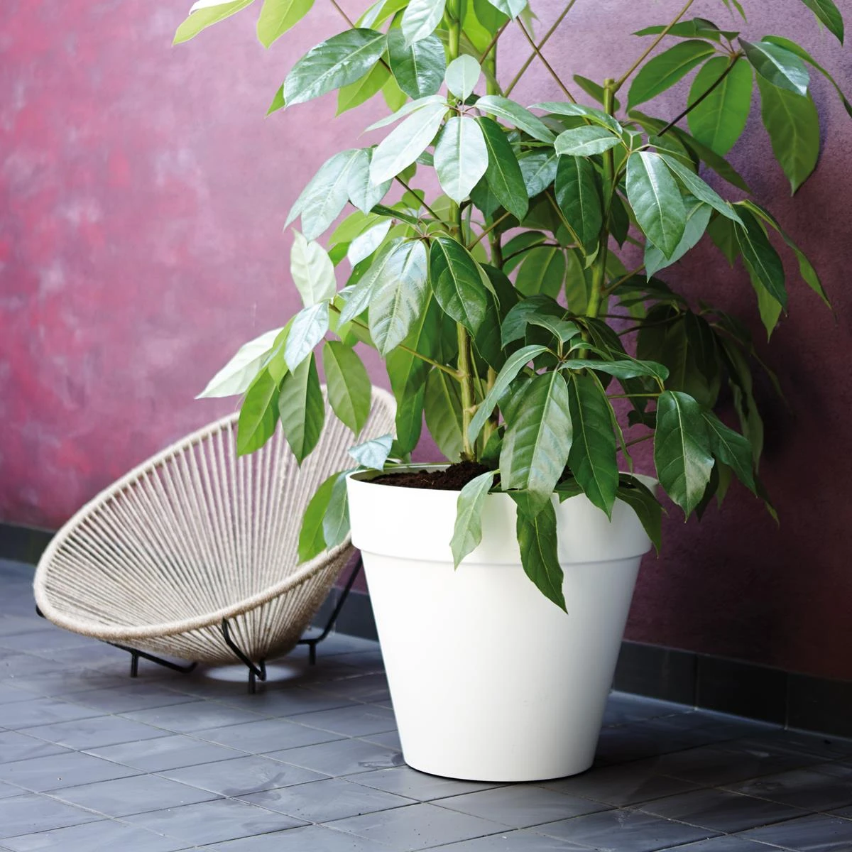 Elho Loft Urban Round Bloempot 40 Cm Met Wielen Elho Loft Urban Round Bloempot 40 Cm Met Wielen -Tuin & Buiten 9480157